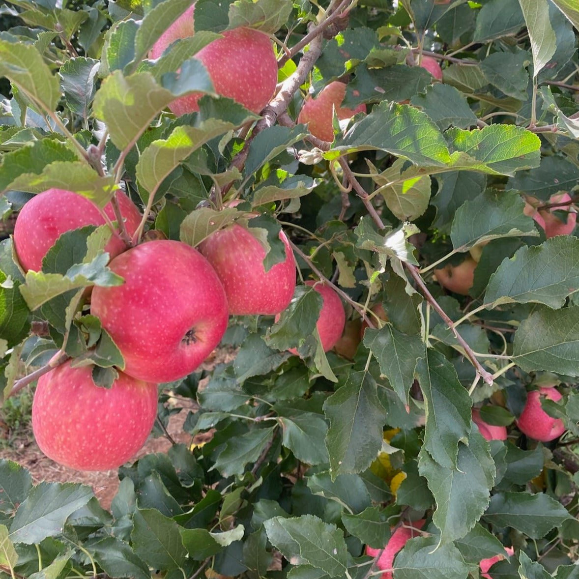 idalou harvest co, honeycrisp apples, caramel apple syrup, raider west farms