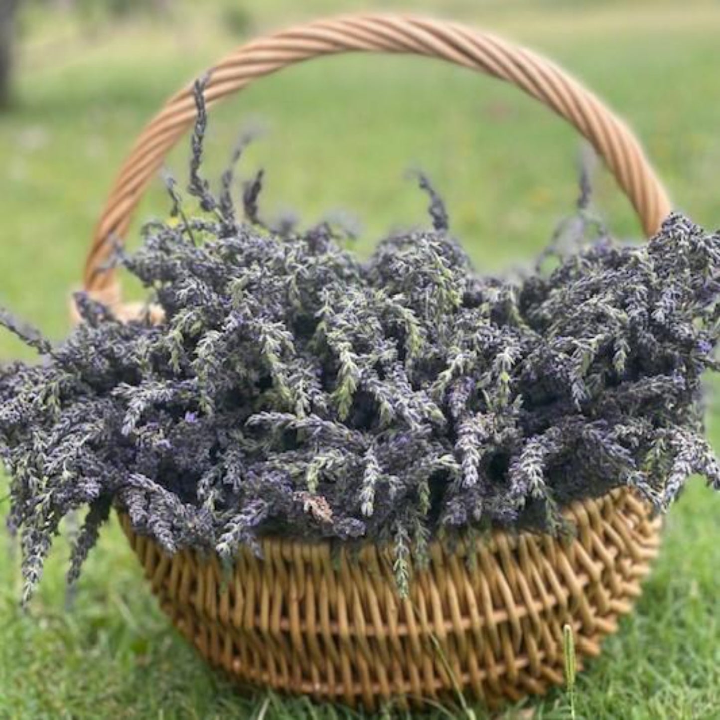 Fresh Dried Lavender Buds