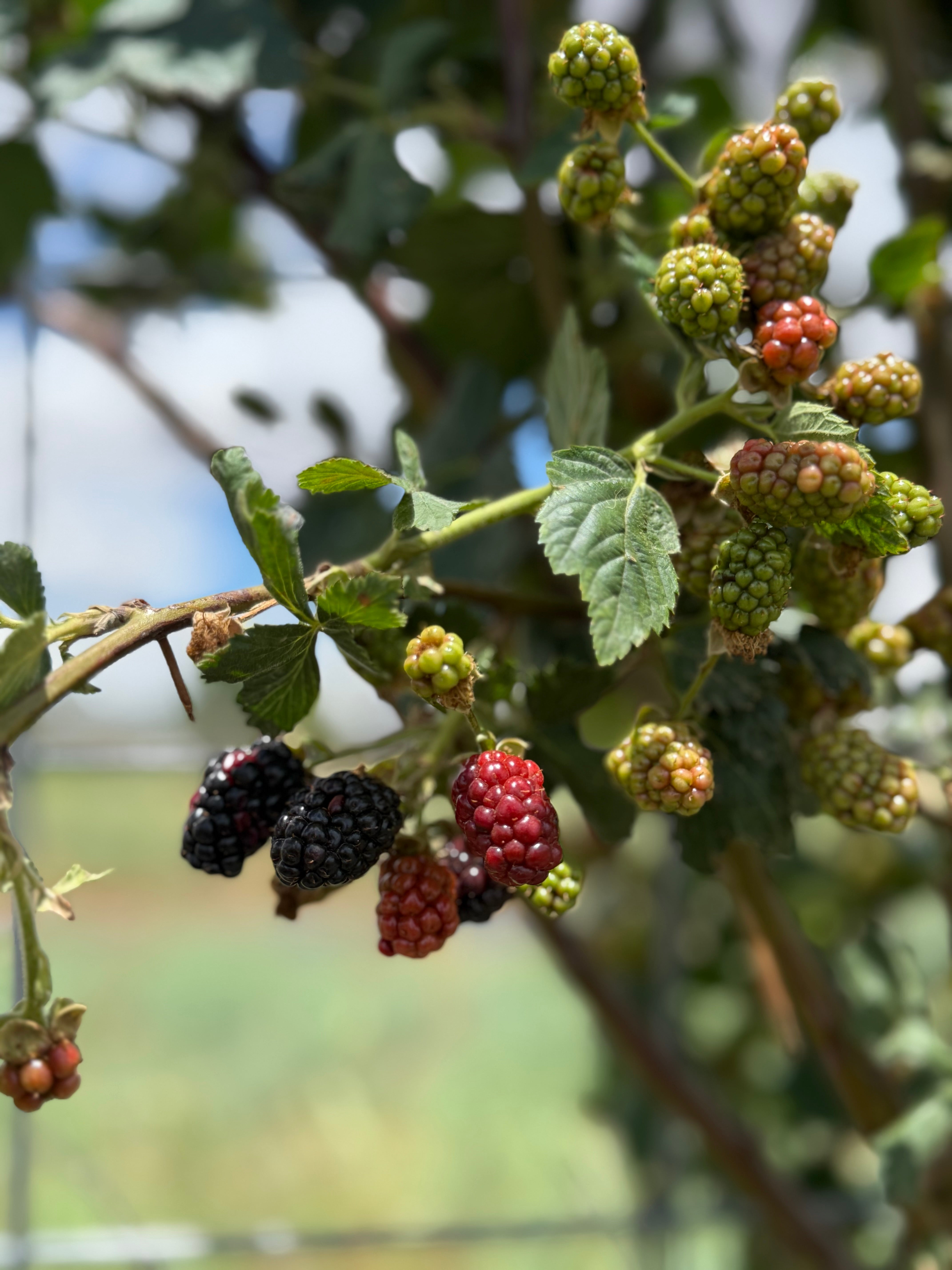 Blackberry Preserves – Raider West Farms