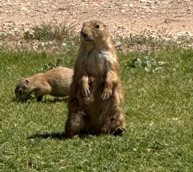 The Salty Prairie Dog