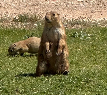 The Salty Prairie Dog
