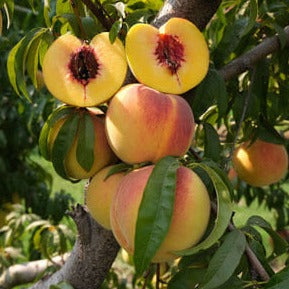 Lavender Peach Syrup